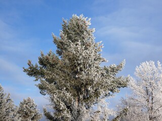 Icy Evergreen Branches Glittering After a Deep Freeze, Colorado Winter Scene