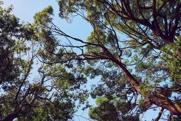 Trees canopy branches and leaves against blue sky in a forest scene, nature foliage with sunlight filtering through green treetops, outdoor landscape and peaceful environment.