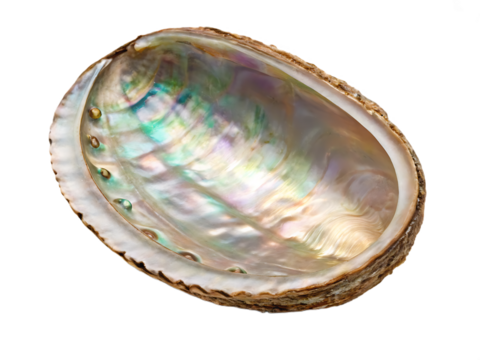 A close up shot of an abalone shell showing the iridescent interior with a black background space around it