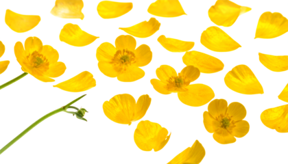 Delicate yellow buttercup blossoms and individual petals artfully scattered across a bright white isolated background