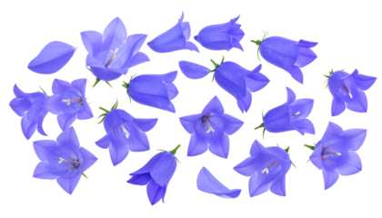 Exquisite collection of vibrant blue bellflower blossoms scattered elegantly, highlighting their delicate petals and charming natural forms against a clean white backdrop, evoking fresh spring beauty