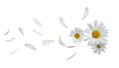Delicate Daisy Wind Floral Whimsy with Floating Petals and Gentle Breeze