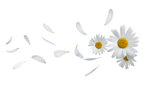 Delicate Daisy Wind Floral Whimsy with Floating Petals and Gentle Breeze