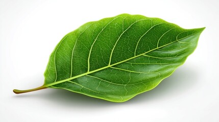 Obraz premium A close-up of a vibrant green leaf with prominent veins, cast on a white background, highlighting the texture and natural beauty