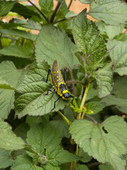 Detailed close up of a vivid colored, black and yellow spotted grasshopper resting on a textured, bright green leaf.