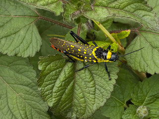 Detailed close up of a vivid colored, black and yellow spotted grasshopper resting on a textured, bright green leaf.