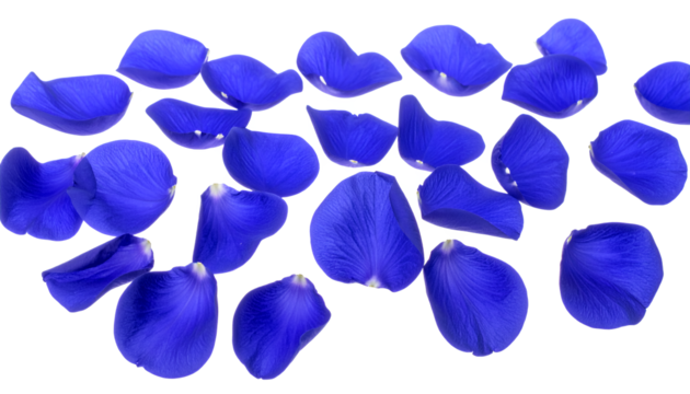 Vivid blue flower petals scattered delicately on a pristine white backdrop, creating a serene, romantic, and elegant visual. Perfect for decorative designs, wedding themes, and celebrations