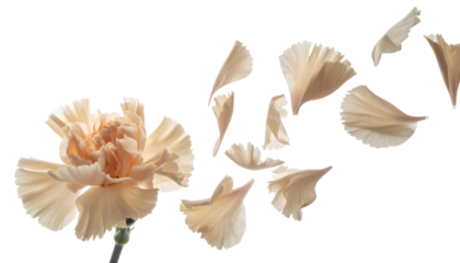 Delicate peach carnation with petals gracefully scattering and floating in the air, creating a serene and ethereal floral display against a pristine white background