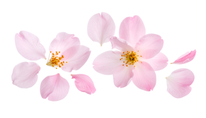 Pink blossoms and petals on a white background, capturing the delicate beauty of spring