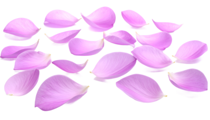 Delicate pink and purple flower petals gracefully scattered across a pristine white background, evoking a sense of romance, tranquil beauty, and the gentle arrival of spring