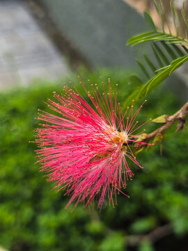 Close up of a striking, vibrant red powderpuff flower, species of caliandra exploding with long , delicate crimson stamens, set against a rich , dark background.