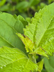 Close up of a small black ant exploring the serrated edge of a vibrant, bright green leaf of plant foliage in natural sunlight.
