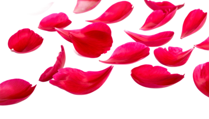 Vibrant red flower petals gracefully scatter across a pristine white canvas, symbolizing love, celebration, and natural beauty in a delicate, fleeting dance