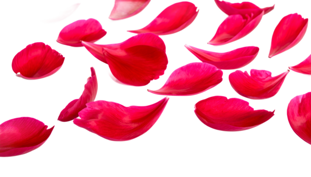 Vibrant red flower petals gracefully scatter across a pristine white canvas, symbolizing love, celebration, and natural beauty in a delicate, fleeting dance