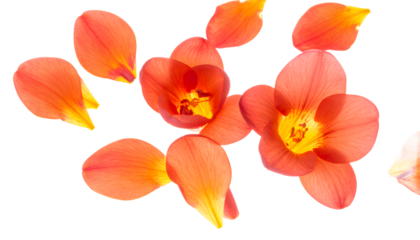 Vibrant orange and yellow flower petals delicately scattered across a pristine white background, capturing the essence of spring's gentle bloom and natural beauty