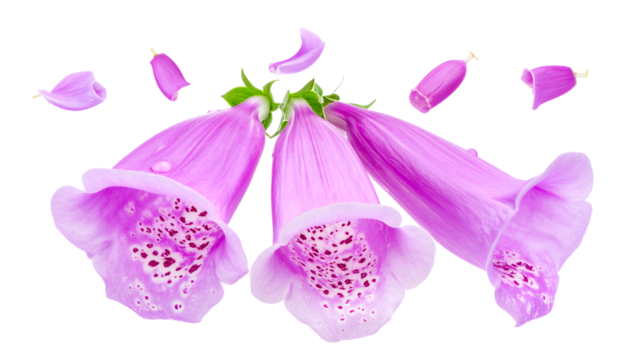 Vibrant purple bell flowers and delicate scattered petals, elegantly arranged on a pristine white background, showcasing their natural beauty and intricate botanical patterns