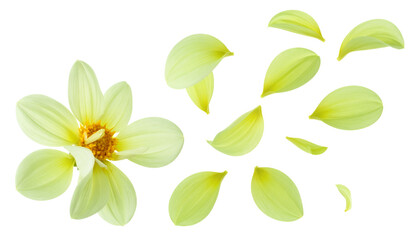 Delicate Yellow Dahlia Flower with Floating Petals Isolated on White Background