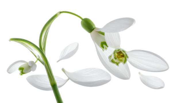 Delicate White Snowdrop Flower with Gracefully Falling Petals, a Pristine Symbol of Spring's Renewal, Elegantly Isolated on a Bright White Background