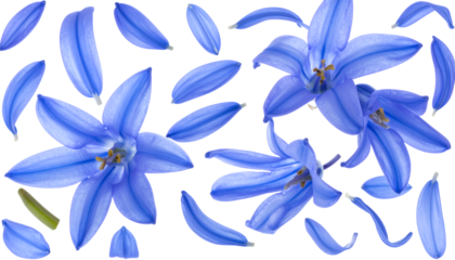 Radiant Scilla Flowers and Petals A Floral Symphony in Blue