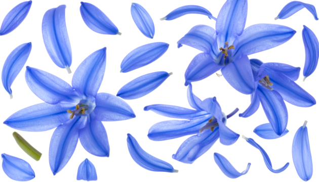 Radiant Scilla Flowers and Petals A Floral Symphony in Blue