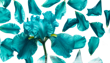 Turquoise Iris with Floating Petals - Striking Floral Arrangement