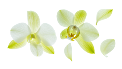Elegant white orchid blossoms with delicate green-tinged petals scattered on a pristine white background, showcasing the serene beauty and natural grace of these exquisite tropical flowers