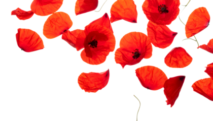 Vibrant red poppy petals scattered across a clean white background, evoking a sense of natural beauty and remembrance
