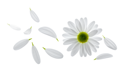 A close-up, high-angle studio shot of a delicate white daisy with its petals scattering around on a white background
