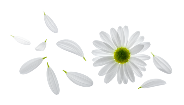 A close-up, high-angle studio shot of a delicate white daisy with its petals scattering around on a white background