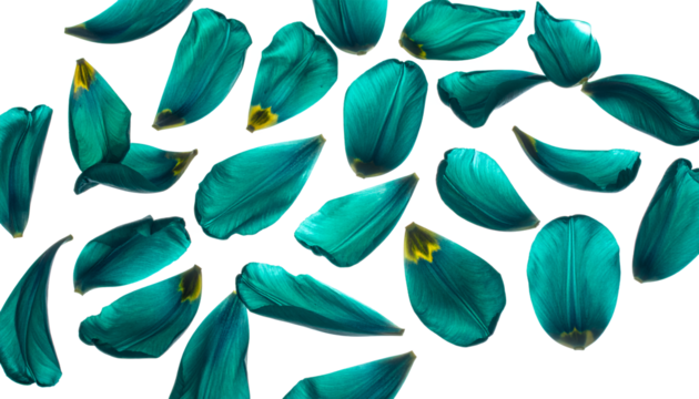 Teal Blue Tulip Petals Scattered Abstractly on a White Background