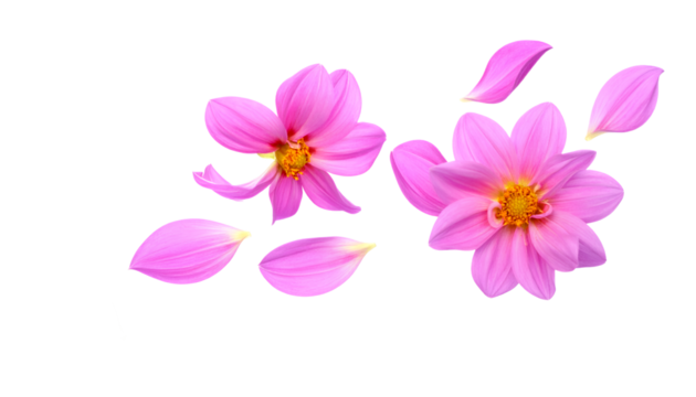 Floral Elegance Delicate Pink Flowers and Petals on White Background