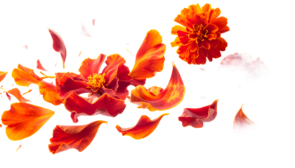 Vibrant orange and red marigold flowers and delicate scattered petals gracefully float against a pristine white background, embodying natural beauty and dynamic floral design