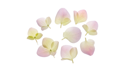 Delicate light pink and pale green hydrangea petals arranged in a circular pattern on a white background