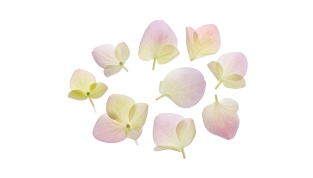 Delicate light pink and pale green hydrangea petals arranged in a circular pattern on a white background