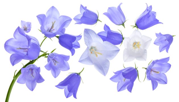 Collection of blue and white bellflower blossoms, isolated on a white background, showcasing delicate petals and graceful stems