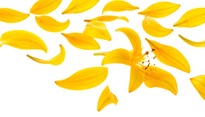 Yellow Lily Flower with Scattered Petals on White Background