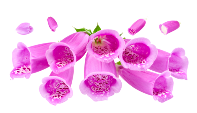 Delicate Pink Foxglove Flowers with Petals Scattered Around, Isolated on a White Background