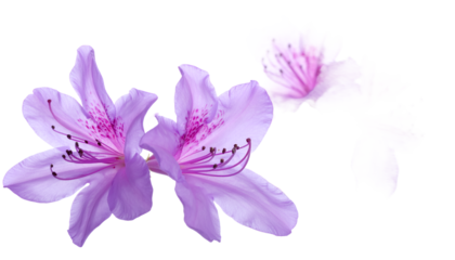 Vibrant purple azalea blossoms with intricate pink stamens, captured in a clean, high-key close-up, highlighting their delicate beauty and fresh spring essence