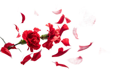 Vibrant Carnation Blossom with Scattered Petals A Delicate Floral Composition on White