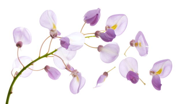Elegant wisteria flowers in soft lavender hues gently unfurl on a graceful stem, with delicate petals scattered around, creating a serene botanical display against a pure white canvas - Powered by Adobe