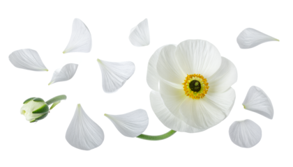 Elegant White Ranunculus Flower with Scattered Petals on White Background