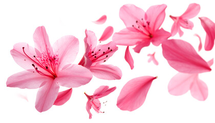 Obraz premium Delicate Pink Azalea Blossoms and Petals Floating Gently on White