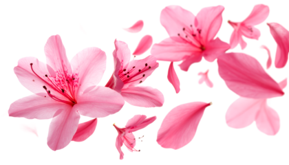 Delicate Pink Azalea Blossoms and Petals Floating Gently on White