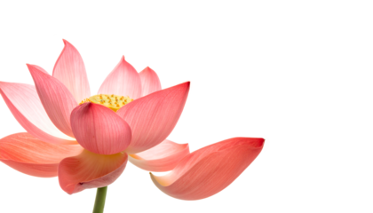 Beautiful pink lotus flower blossom with delicate petals and a vibrant yellow center isolated on a clean white background