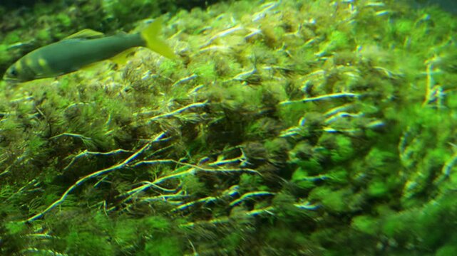 Fish swimming among aquatic plants in Sunshine Aquarium, Ikebukuro, Tokyo, Japan.