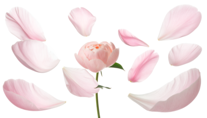 Delicate Pink Peony Bloom Surrounded by Floating Petals on a White Backdrop