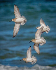 Dunlin sandpiper on the beach