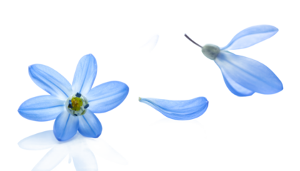 Delicate Blue Star Flower Isolated on White with Falling Petals