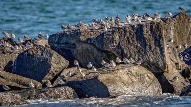 Dunlin sandpiper on the beach