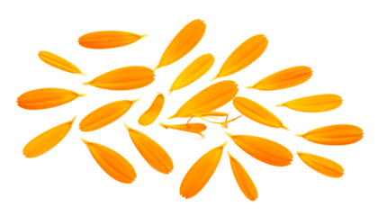 Golden petals floating A botanical dance of nature's vibrant hues on a white canvas